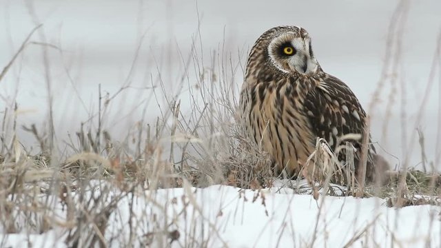 Short eared owl on a winter day in rural Indiana. 