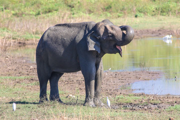 Asian elephant is bathing in mud in Uda Walawe national park, Sri Lanka