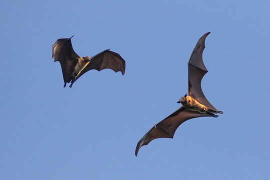 Two Indian flying fox bat on the sky,  Pteropus, giganteus