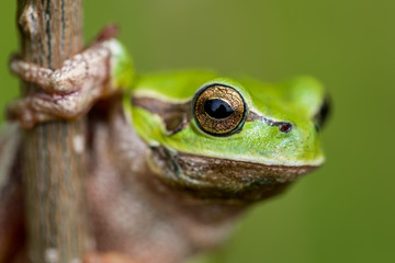 European tree frog - Hyla arborea 
