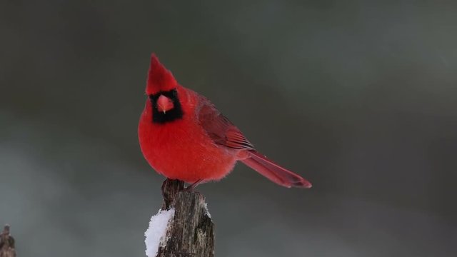 Northern cardinal perched on a branch in winter