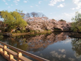 池に映る桜