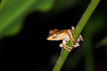 File-eared Tree Frog (Polypedates otilophus) in Borneo, Malaysia - カブトシロアゴガエル