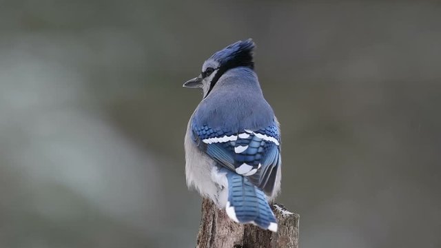 slow motion clip of blue Jay perched on branch in winter 