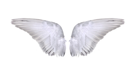 Fototapeta na wymiar wings of birds isolated on white background