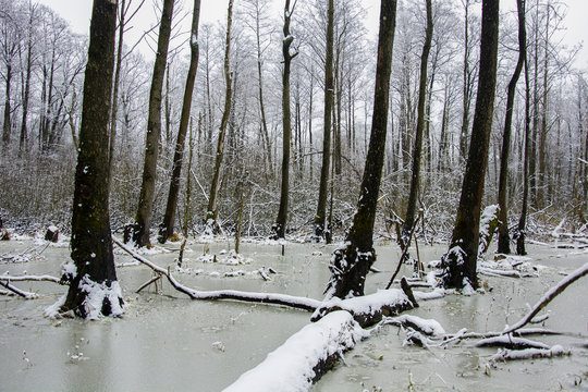 Fototapeta Swamp and water in a forest frozen in winter