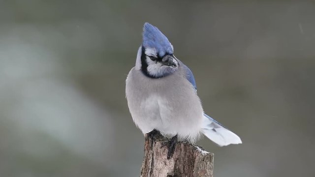 slow motion clip of blue Jay perched on branch in winter 