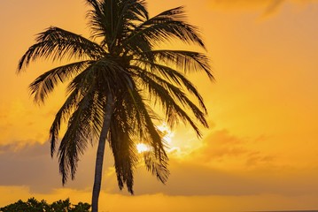 Naklejka na ściany i meble panorama of the Aruba island of the Caribbean with white sand and palm trees in the tropical scenery of the Netherlands Antilles at sunset