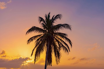 Fototapeta na wymiar panorama of the Aruba island of the Caribbean with white sand and palm trees in the tropical scenery of the Netherlands Antilles at sunset