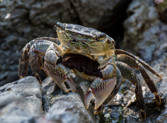 Crab Pauses While Scurrying Across Rocks