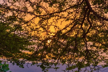 panorama of the Aruba island of the Caribbean with white sand and palm trees in the tropical scenery of the Netherlands Antilles at sunset