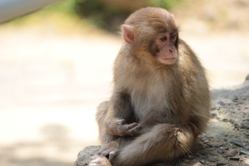 ニホンザルのオチビさん