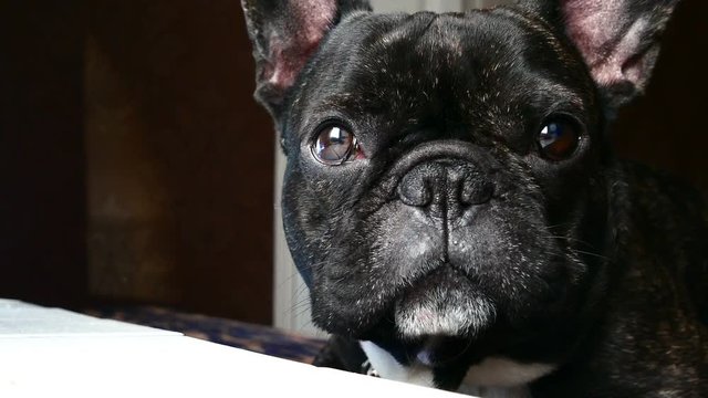 dog breed French bulldog sad howls