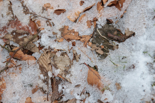 frosty trree leaves texture