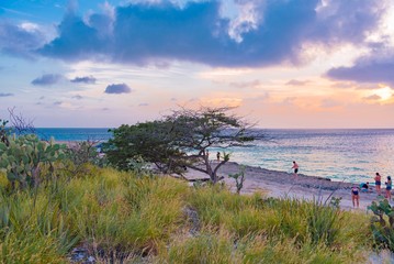 Divi Divi tree at sunset on the beach of the Caribbean island of Aruba