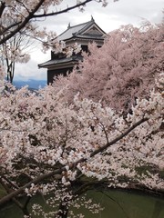 古城の桜