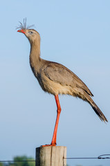 Obraz premium Red-legged Seriema perched