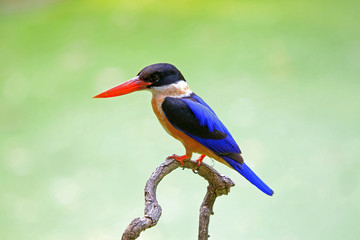 Black-capped Kingfisher (Halcyon pileata)