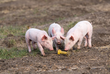 Drei Ferkel auf Biohof interessieren sich für einen Stromisolator