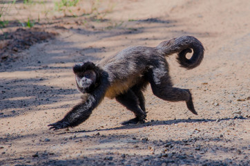 Black Capuchin walking on rural street