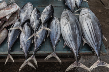 Frischer Fisch am Hafen, Dodanduwa Harbour, Sri Lanka