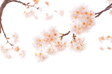 満開の桜の花
