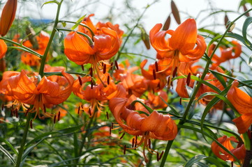 Bed of orange tiger lily in the garden.