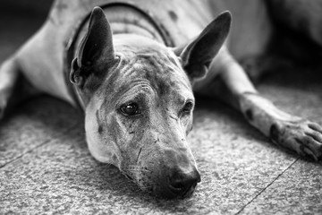 Old sad dog abandoned on the street