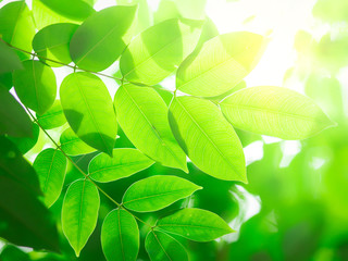 Fototapeta na wymiar fresh green leaves