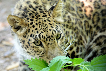 Panthera pardus orientalis