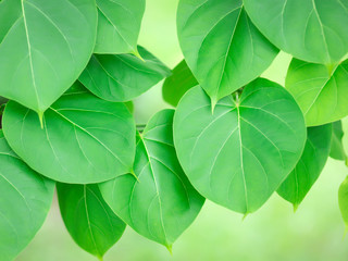 fresh green leaves