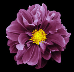 Pink  dahlia. Flower on the black  isolated background with clipping path.  For design.  Closeup.  Nature.