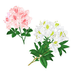 Branches light pink and white flowers rhododendrons  mountain shrub on a white background set  three vintage vector illustration editable hand draw