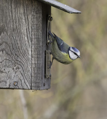 Blue tit at nesting box in the UK