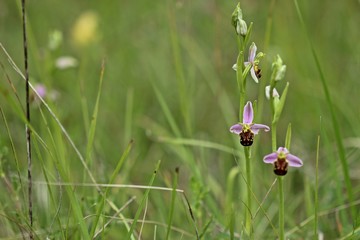 Bienen-Ragwurz (Ophrys apifera) 