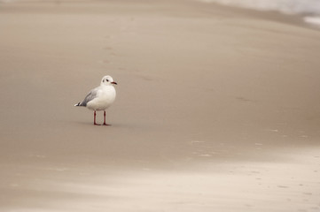 Mewa stojąca na piasku, plaża w pochmurny dzień, Morze Bałtyckie