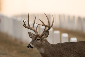 Whitetailed deer buck