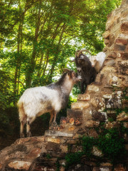 Ziegenfamilie Ziegenbock Ziege Geiß und Ziegenkitz beim klettern - Goat family goat and goat kid climbing