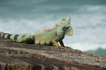 Iguana Head Up