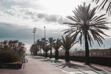 Walking the empty paved path with benches and palm trees on the sides