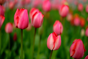 Rote Tulpen