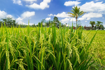 Green rice ears ripening on field surrounded by dense jungle under blue sky near Balinese village. Indonesia traditional agriculture