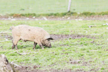 pigs of the mangalica breed