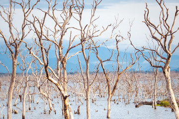 Amazing wild nature of Yala National Park in Sri Lanka