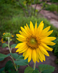 Shining Sunflower