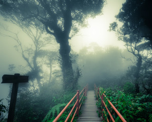 Mysterious foggy forest with wooden bridge and signpost