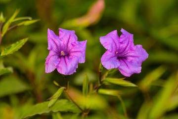 two parple flower togther