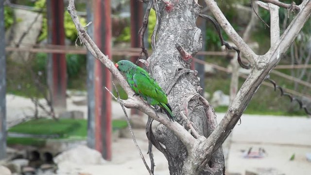 Exotic motley parrot climbs on the branch of the tree in tropical garden, asian birds, fauna of the jungle