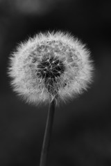 Black and white photo of dandelion close-up.