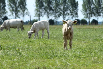 Obraz premium kleines Kalb auf der grünen Wiese